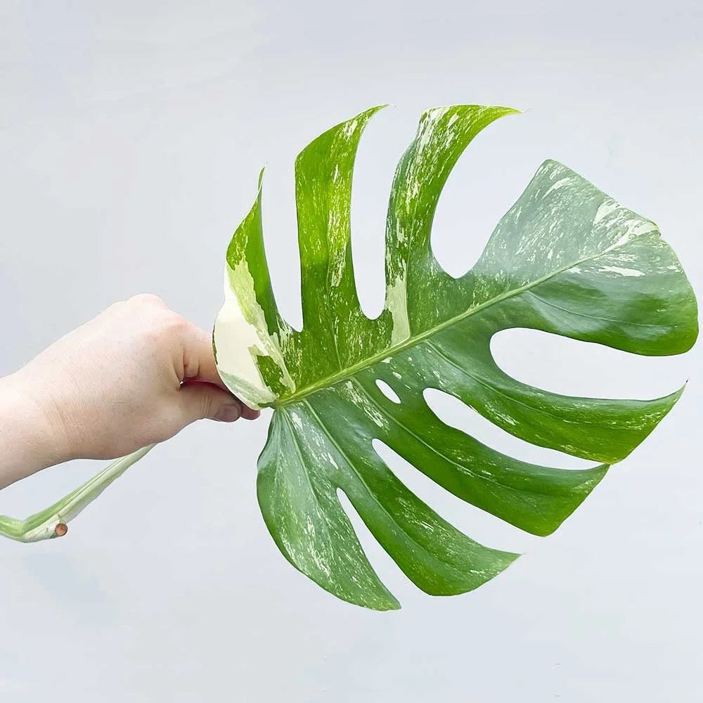 Monstera Albo Variegata