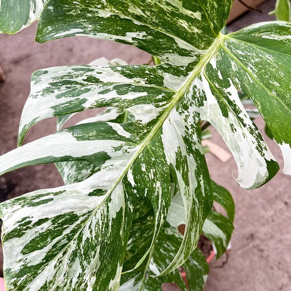 Monstera Albo Variegata