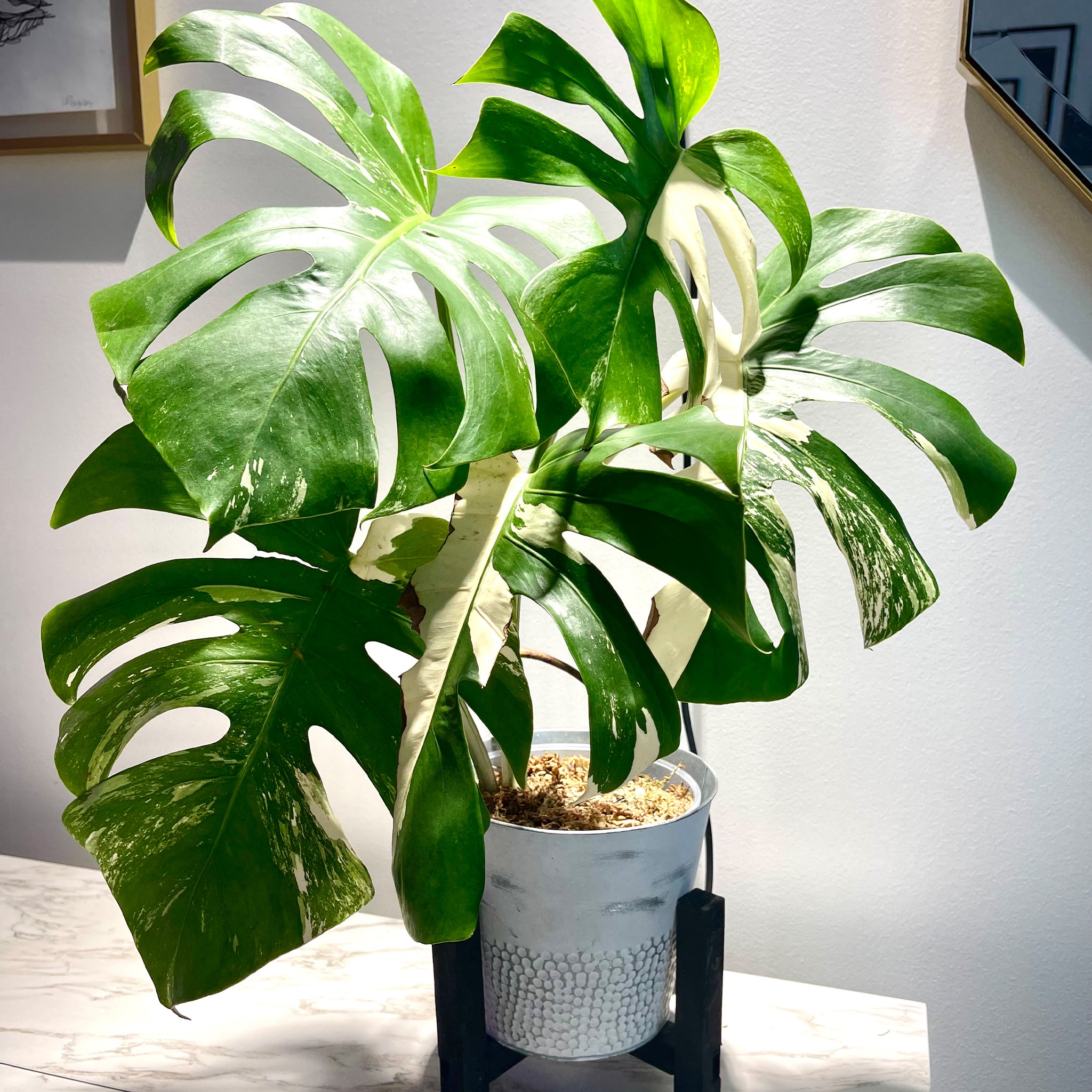 Monstera Albo Variegata