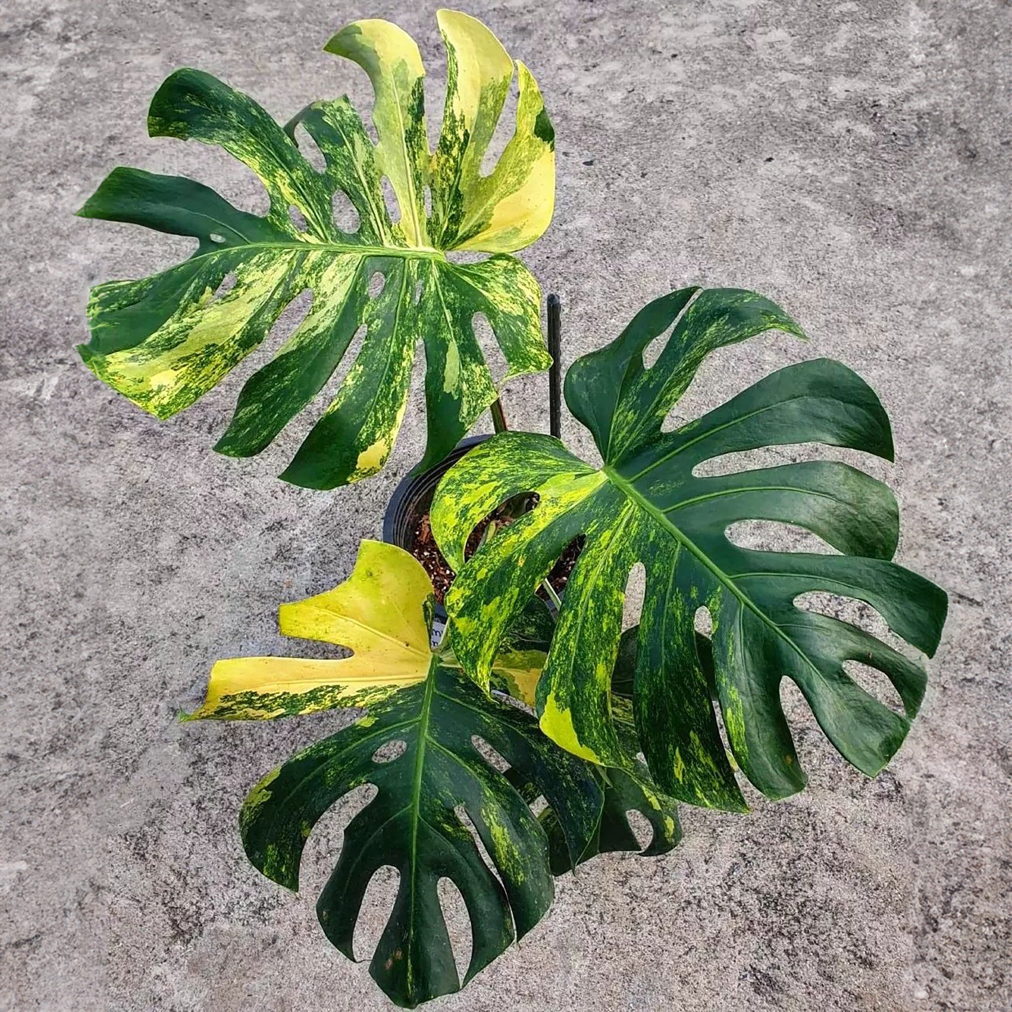 Monstera Marilyn Monroe Variegata – RyzoLux Plants