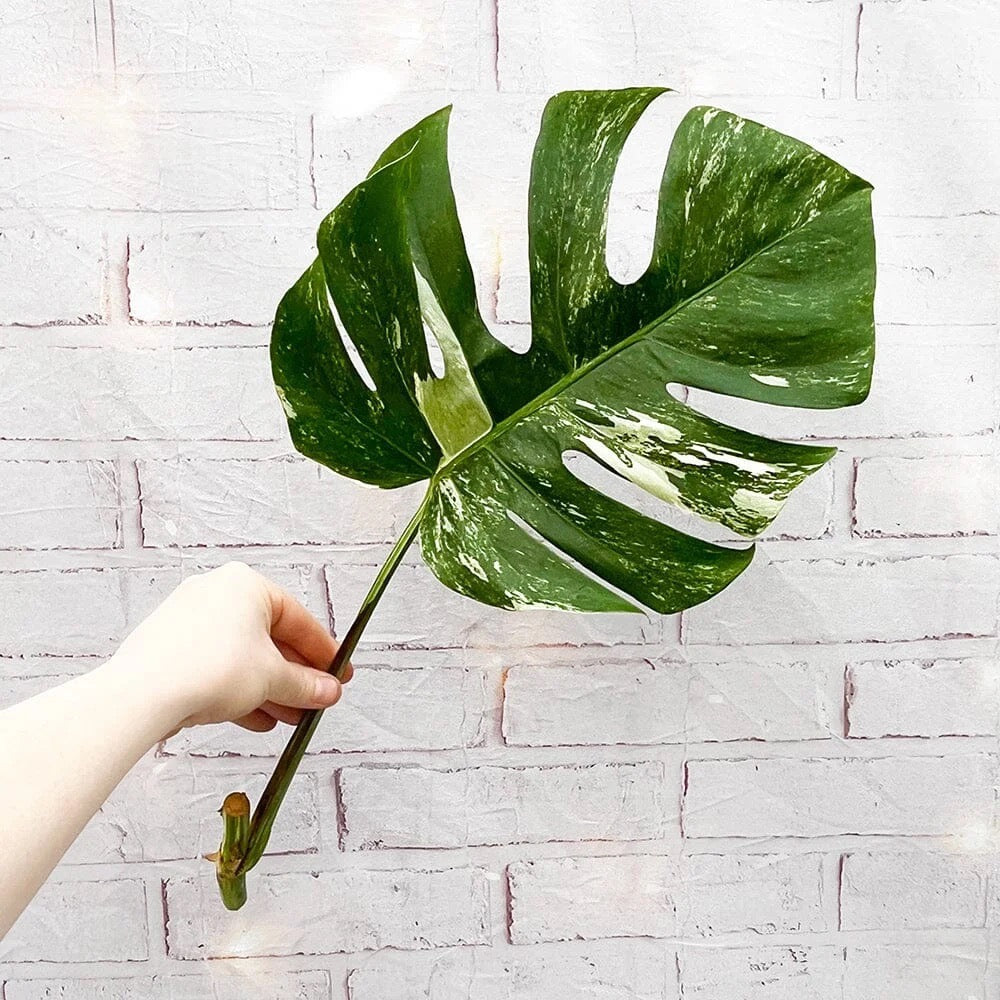 Monstera Albo Variegata