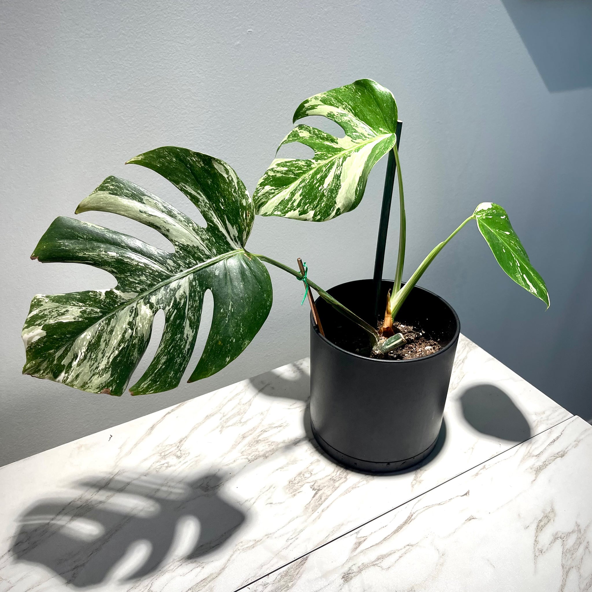 Monstera Albo Variegata