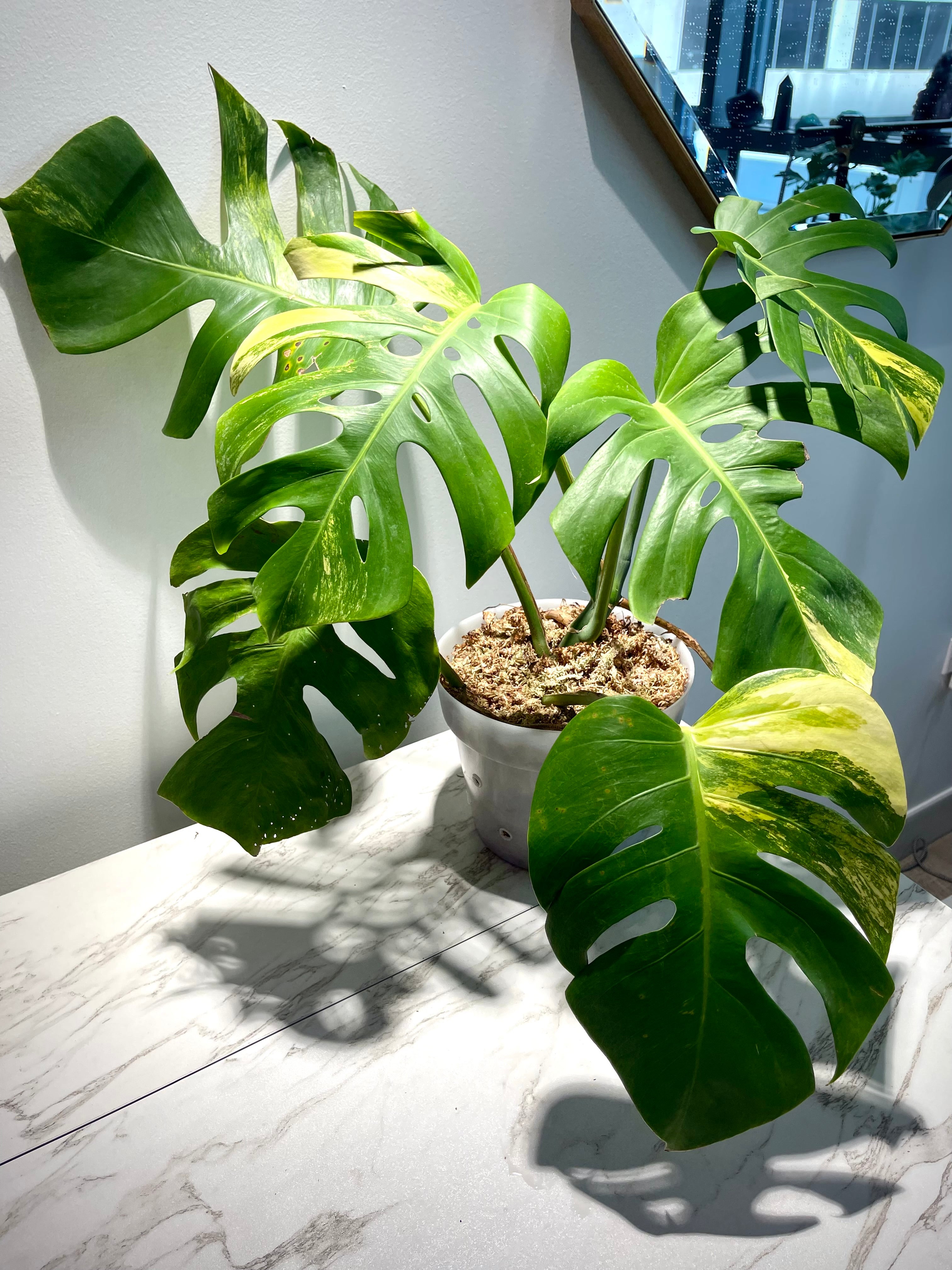 The Ultimate Care Guide for the Variegated Monstera Aurea