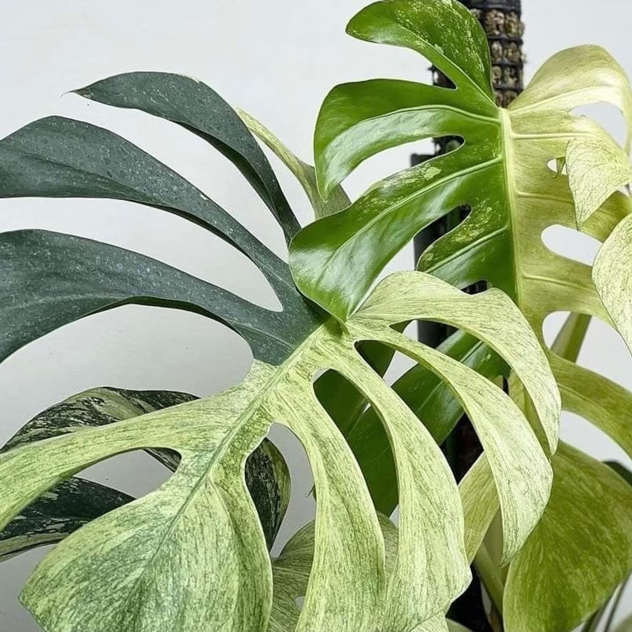 The Ultimate Care Guide for the Variegated Mint Monstera