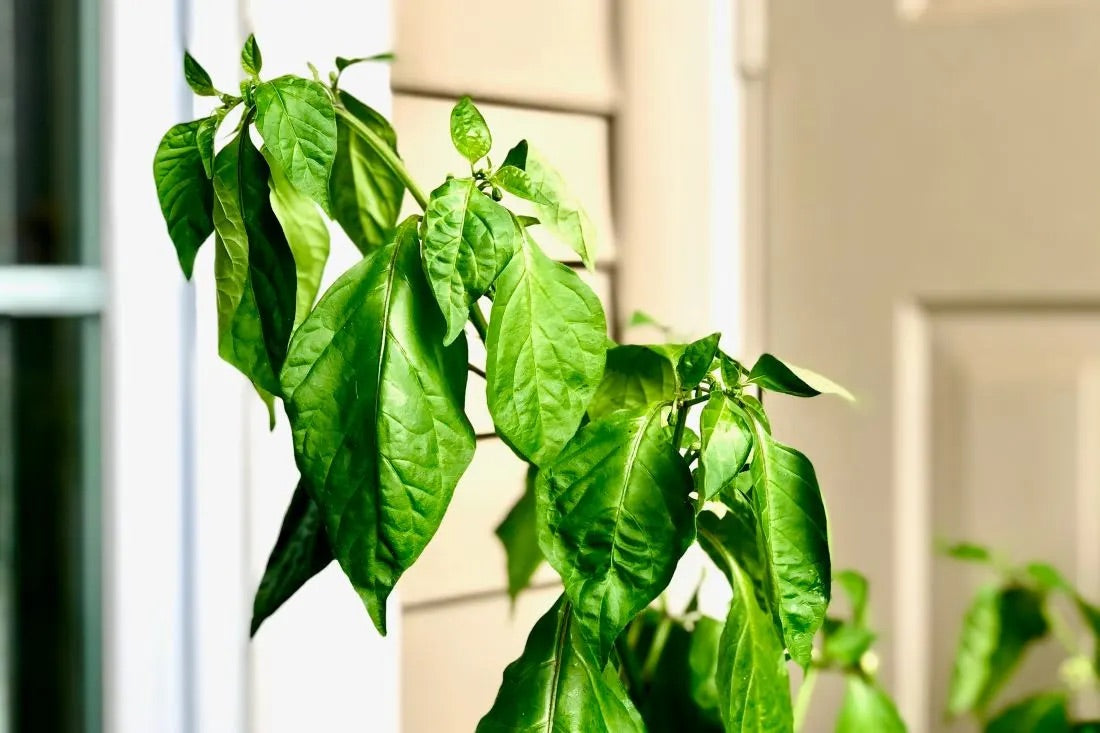 Deciphering Plant Stress: Signs, Causes, and Remedies