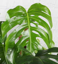 Monstera Deliciosa 'Swiss Cheese Plant'