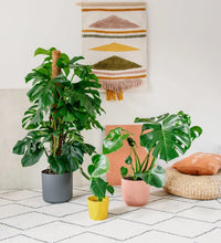 Monstera Deliciosa 'Swiss Cheese Plant'