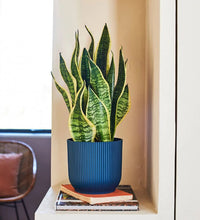 Snake Plant 'Laurentii'