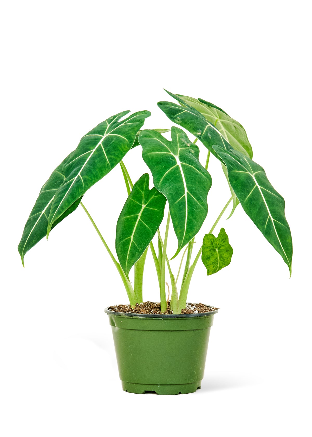 Alocasia 'Frydek'