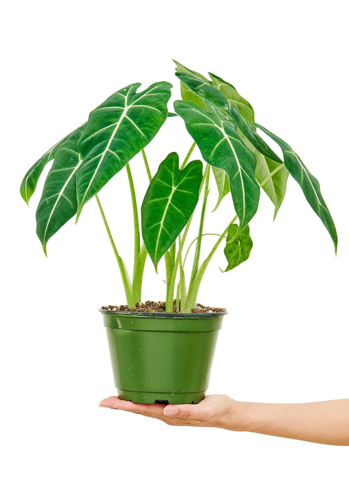 Alocasia 'Frydek'