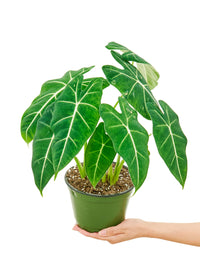 Alocasia 'Frydek'