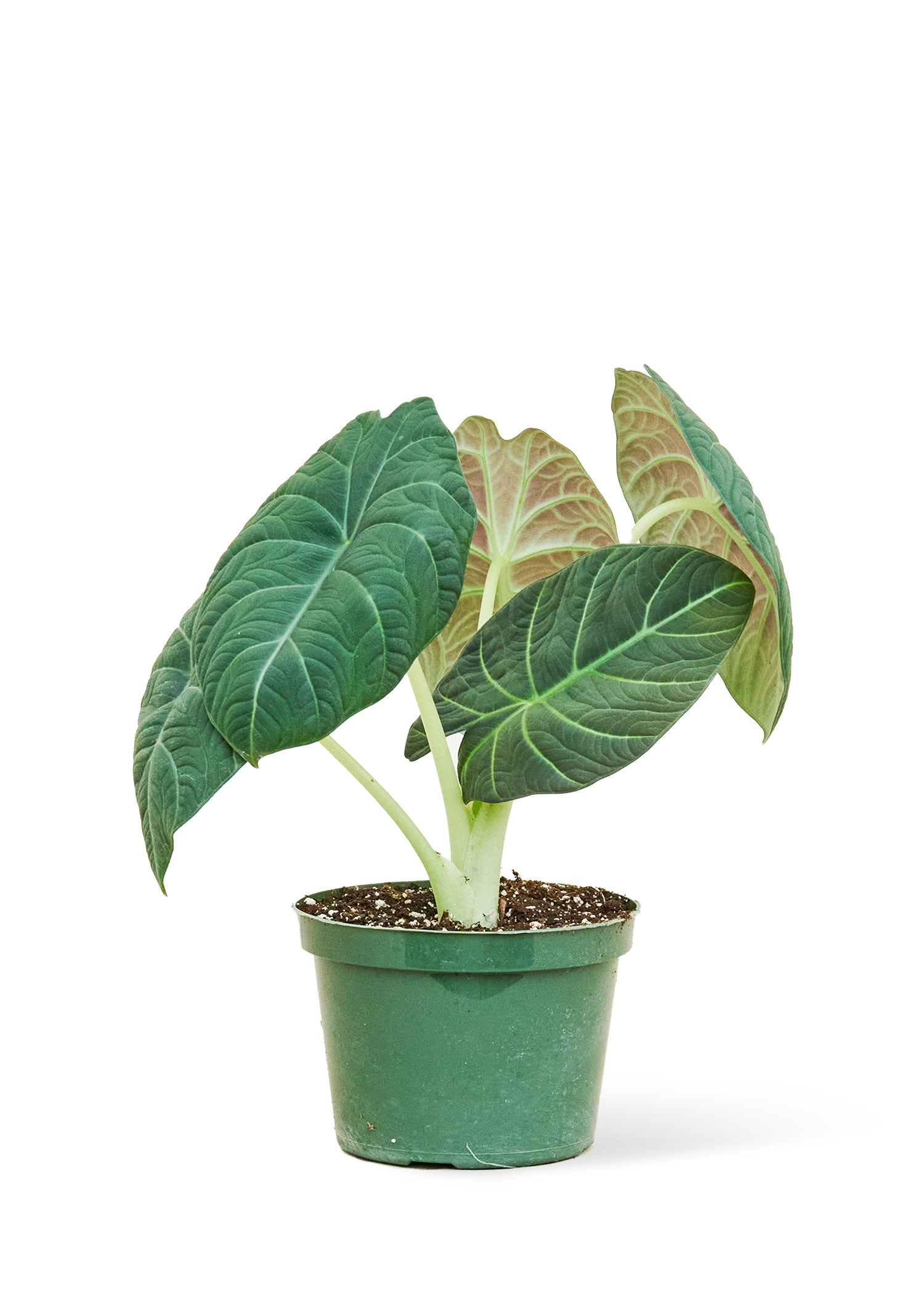 Alocasia 'Grey Dragon'