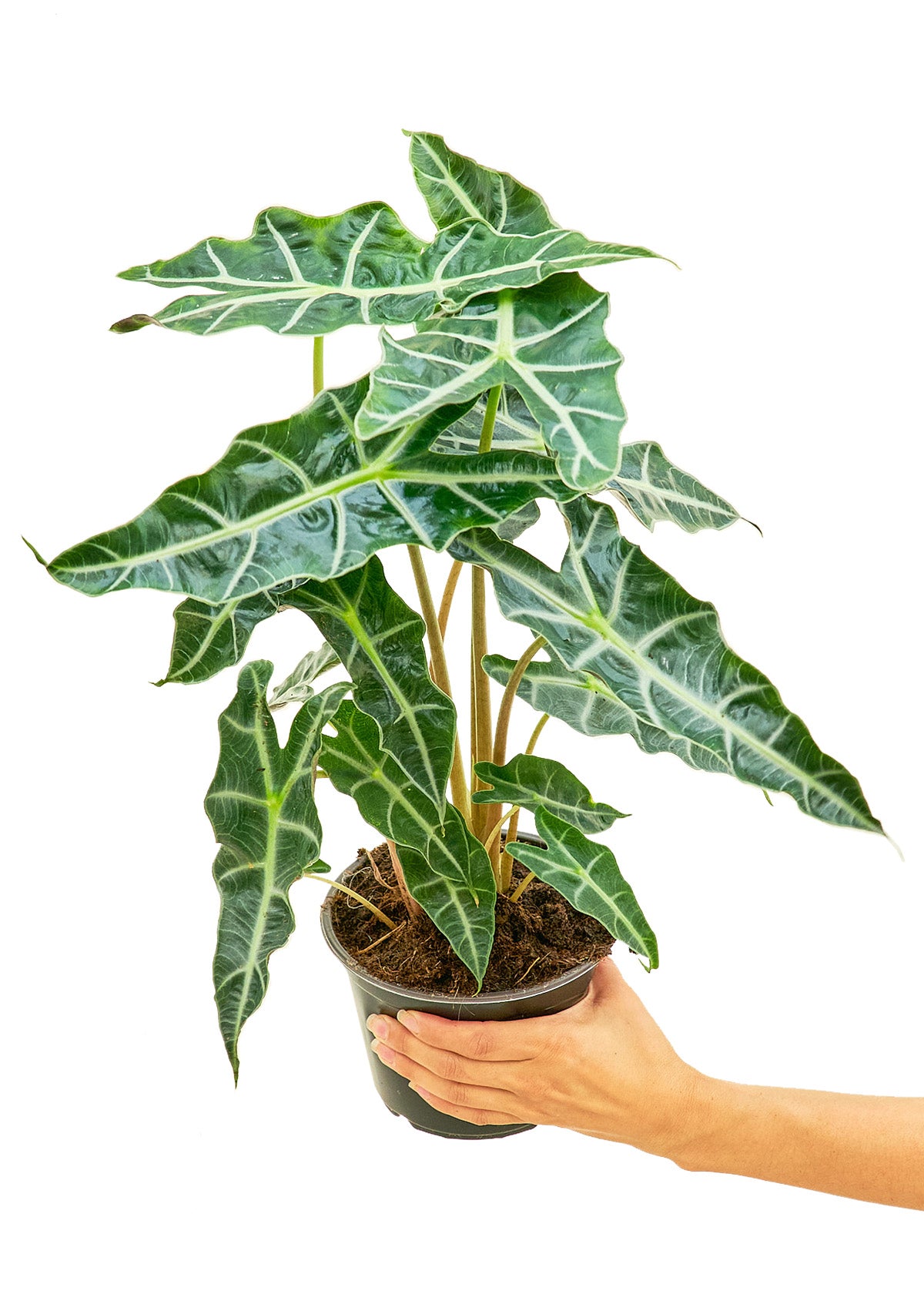 Alocasia 'Polly'