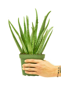 Aloe Vera