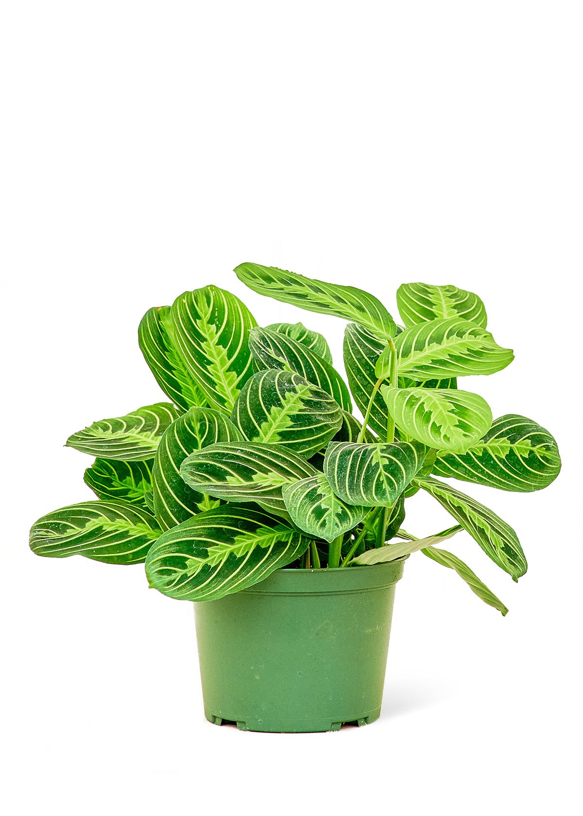 Prayer Plant 'Beauty Kim'