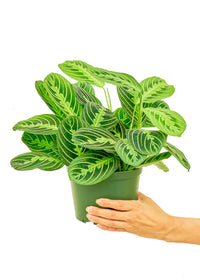 Prayer Plant 'Beauty Kim'