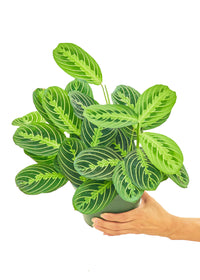 Prayer Plant 'Beauty Kim'