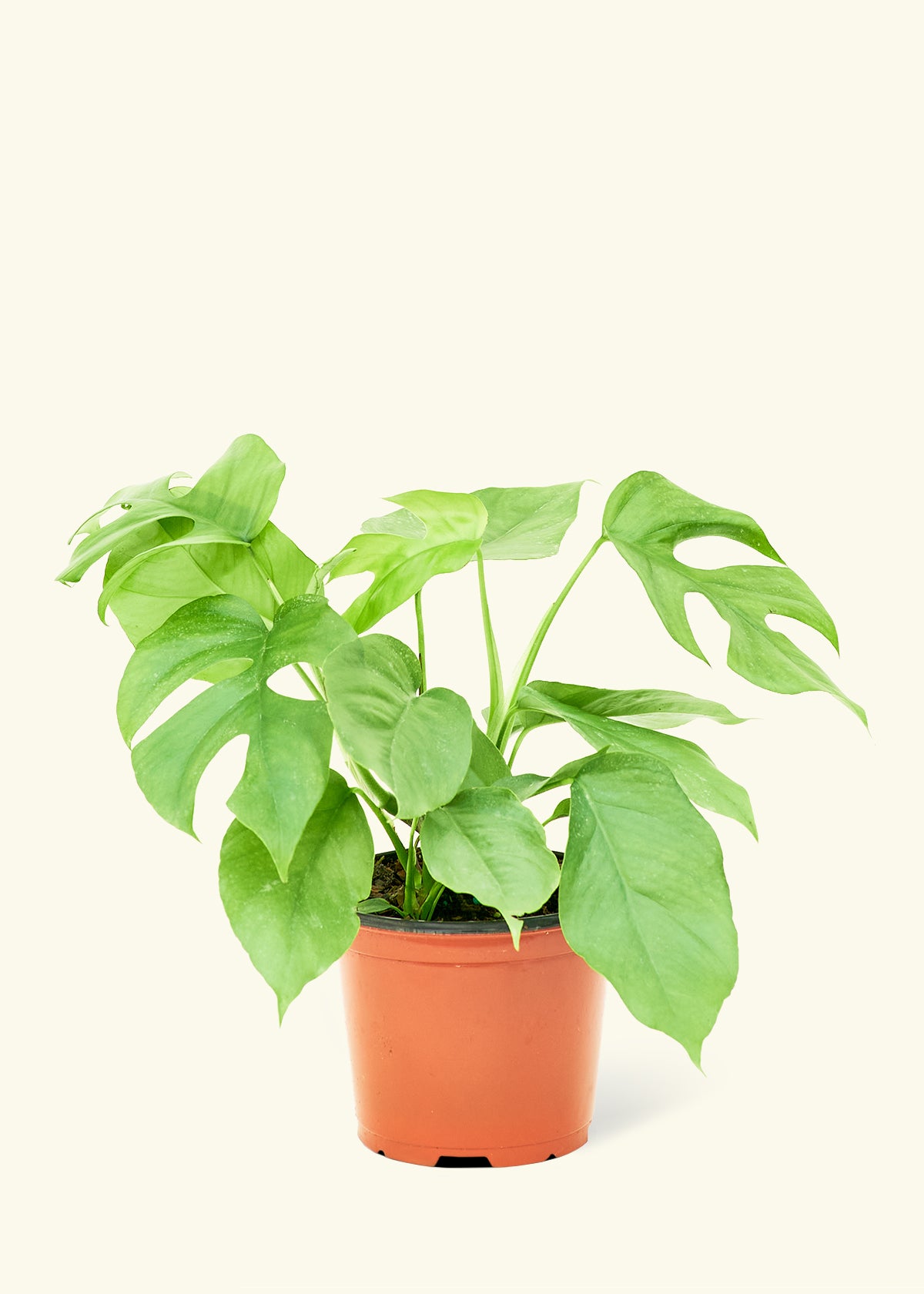 Mini Monstera