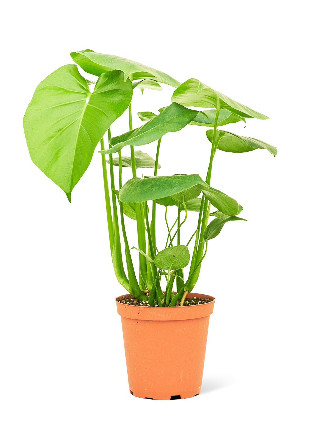 Monstera Deliciosa 'Swiss Cheese Plant'