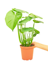 Monstera Deliciosa 'Swiss Cheese Plant'