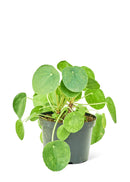 Chinese Money Plant