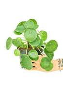 Chinese Money Plant