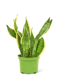 Snake Plant 'Laurentii'