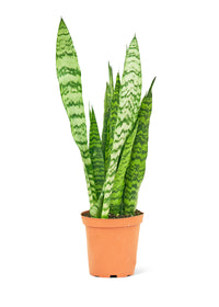 Snake Plant 'Zeylanica'