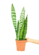 Snake Plant 'Zeylanica'