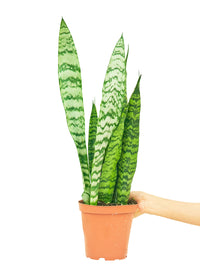 Snake Plant 'Zeylanica'