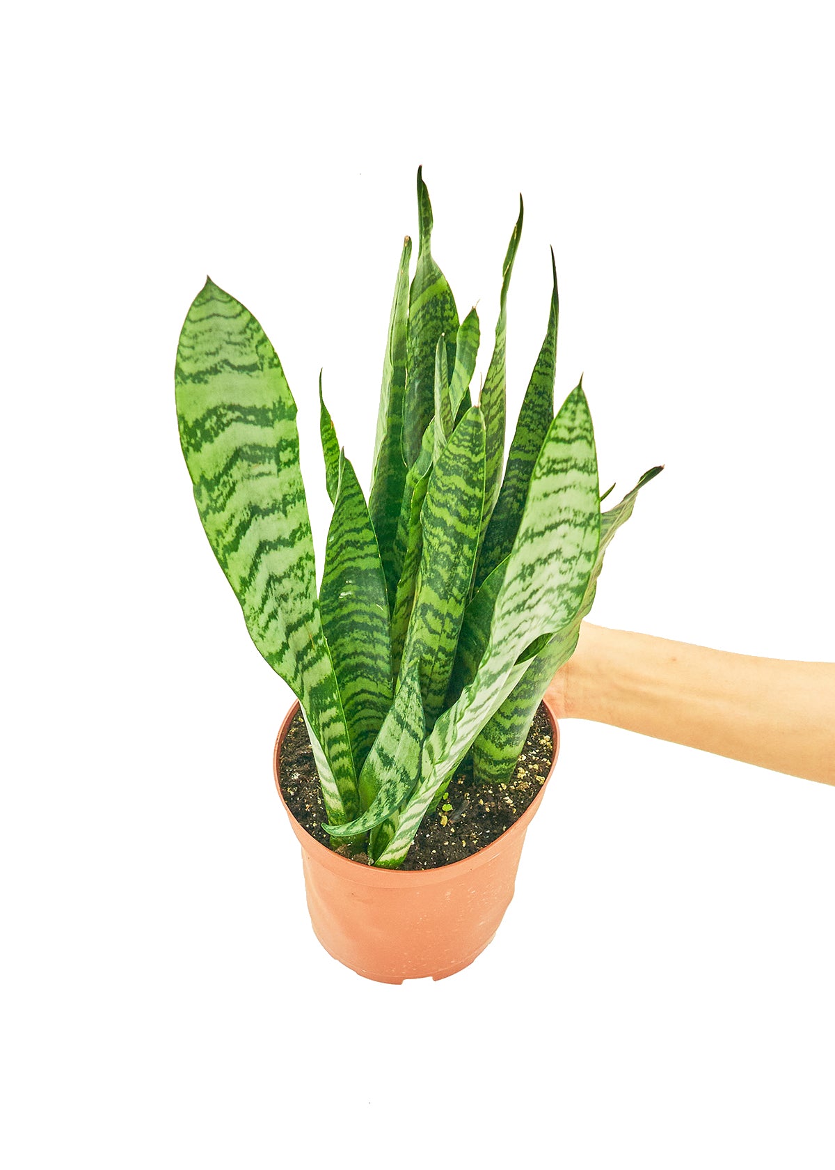 Snake Plant 'Zeylanica'