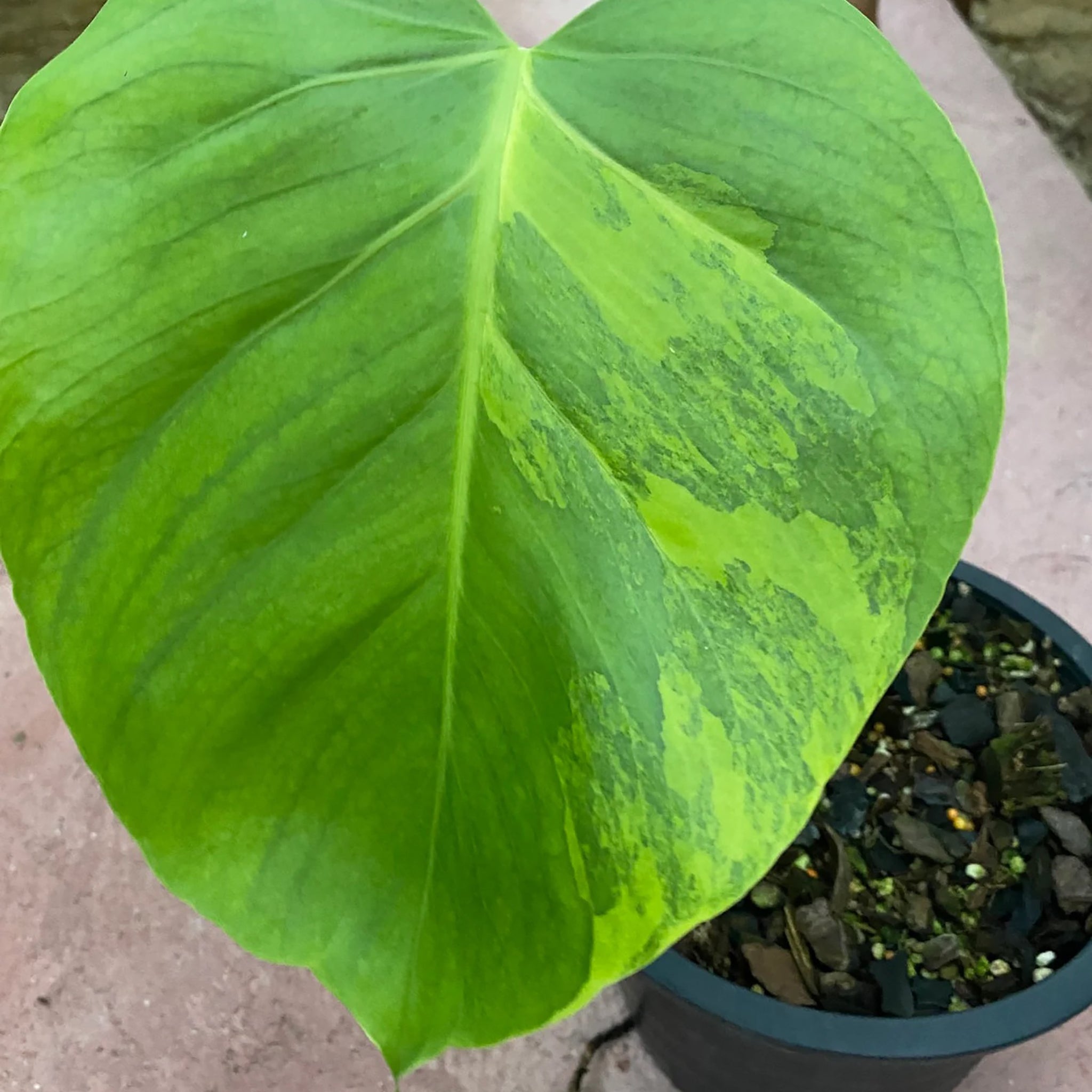 Monstera Marilyn Monroe Variegata