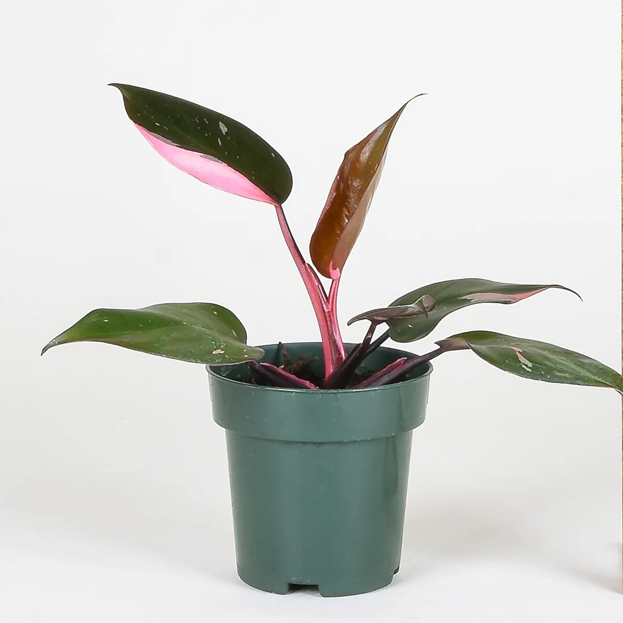 Philodendron Pink Princess Variegata