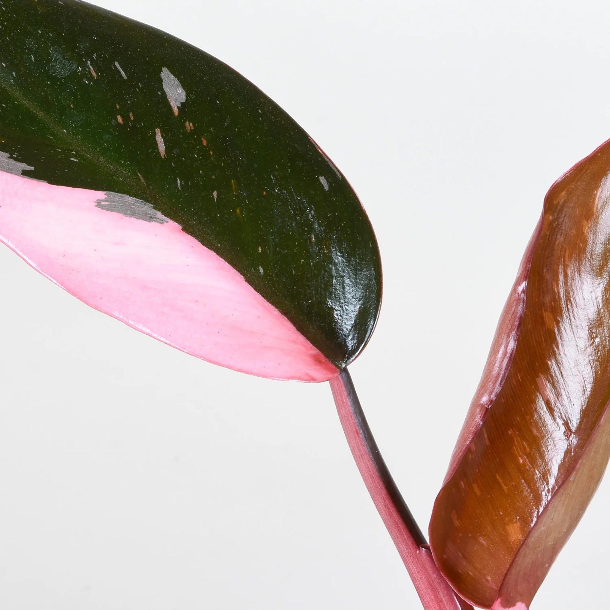 Philodendron Pink Princess Variegata