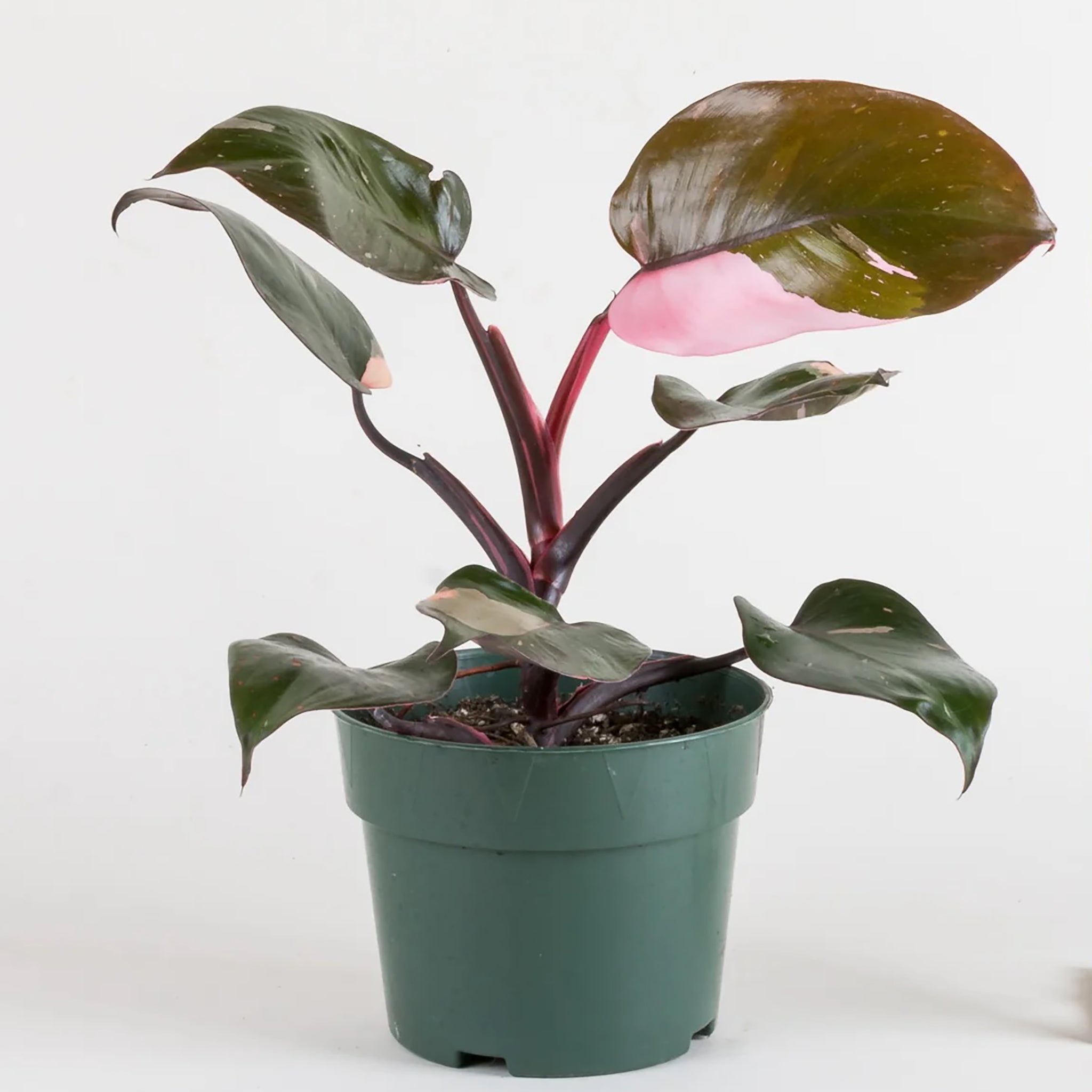 Philodendron Pink Princess Variegata