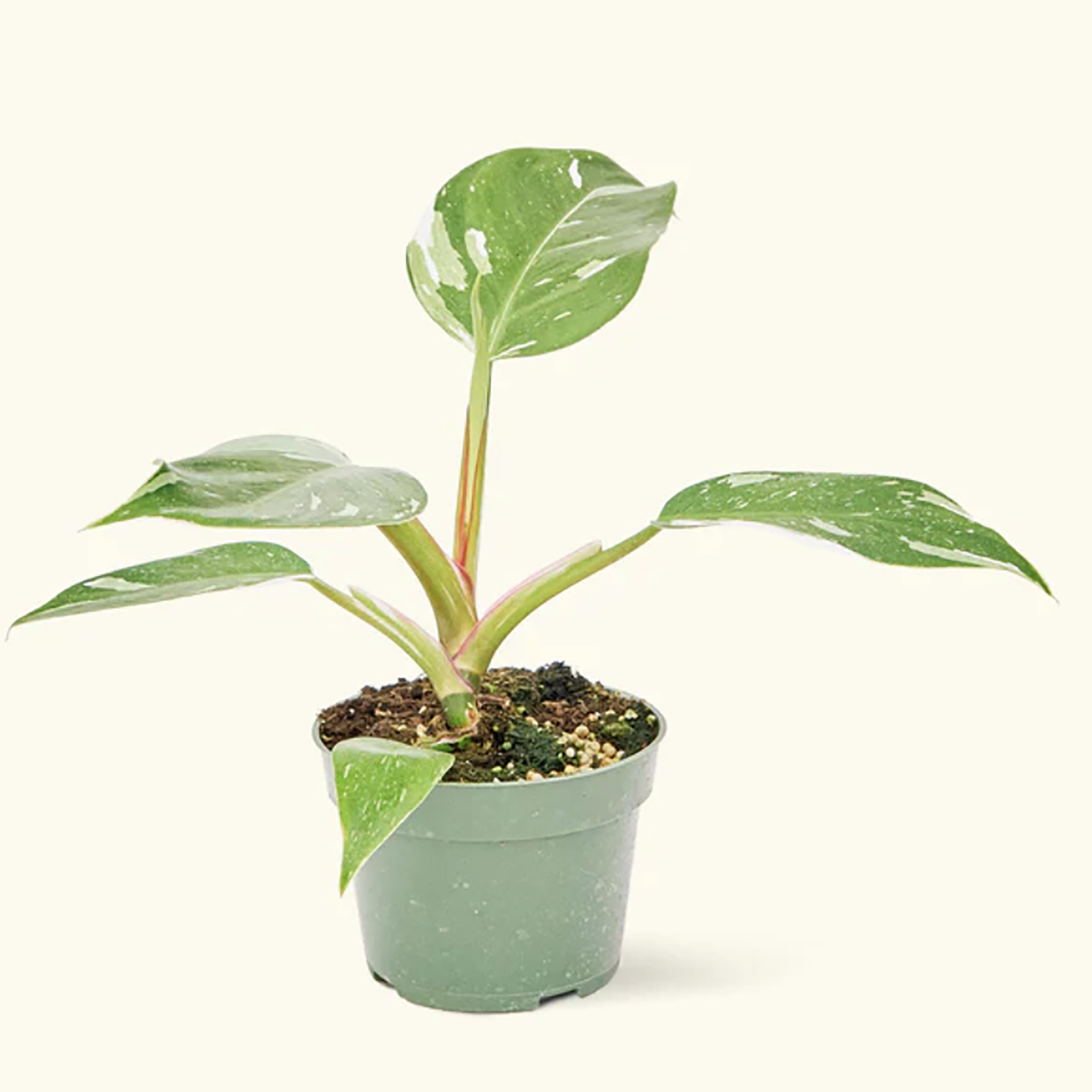 Philodendron White Princess Variegata