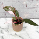 Philodendron Pink Princess Variegata