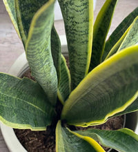 Snake Plant 'Laurentii'