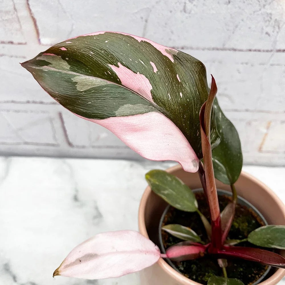 Philodendron Pink Princess Variegata