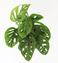 Monstera Adansonii 'Swiss Cheese Vine'