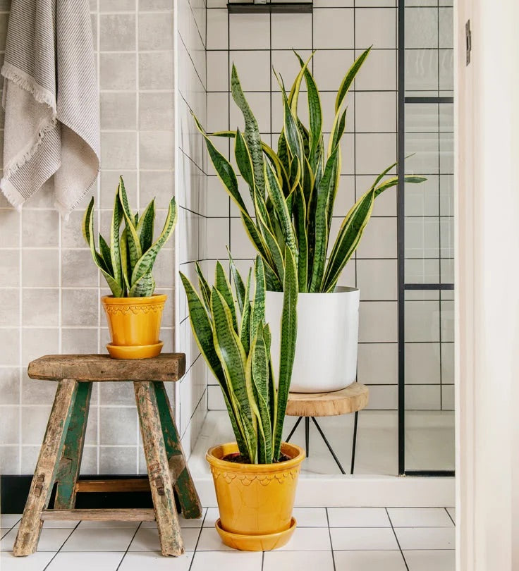 Snake Plant 'Laurentii'