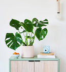 Monstera Deliciosa 'Swiss Cheese Plant'