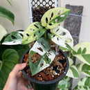 Monstera Adansonii Albo Variegata