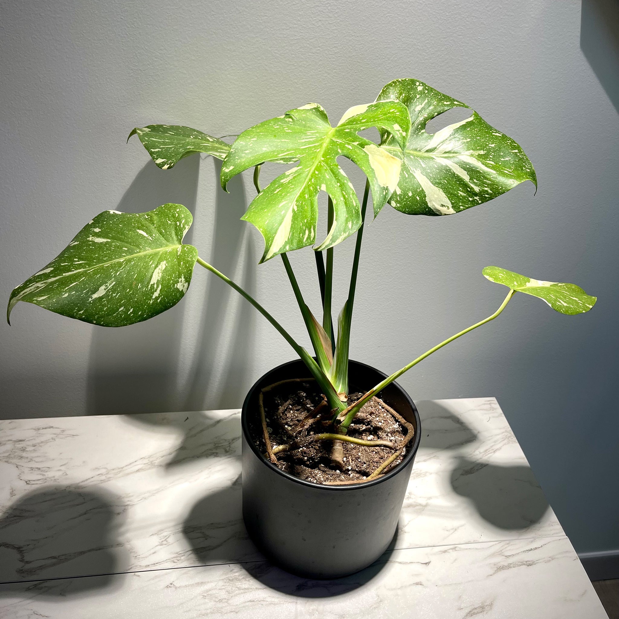 Monstera Thai Constellation Variegata