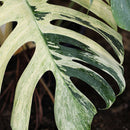 Monstera Mint Variegata