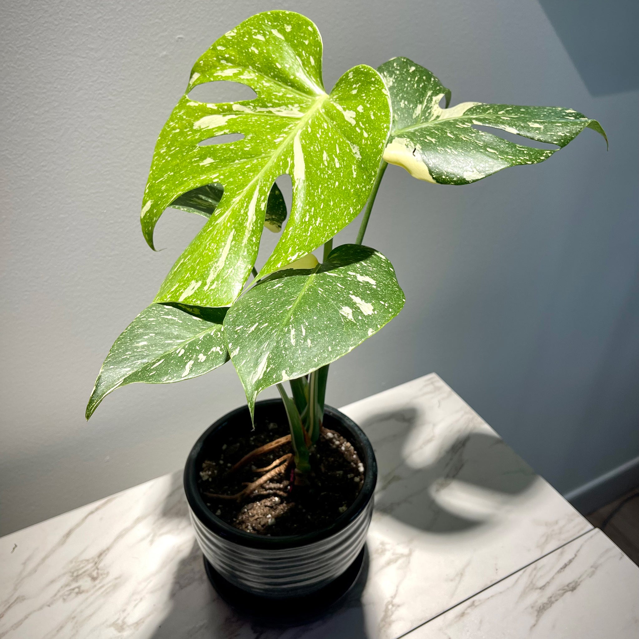 Monstera Thai Constellation Variegata