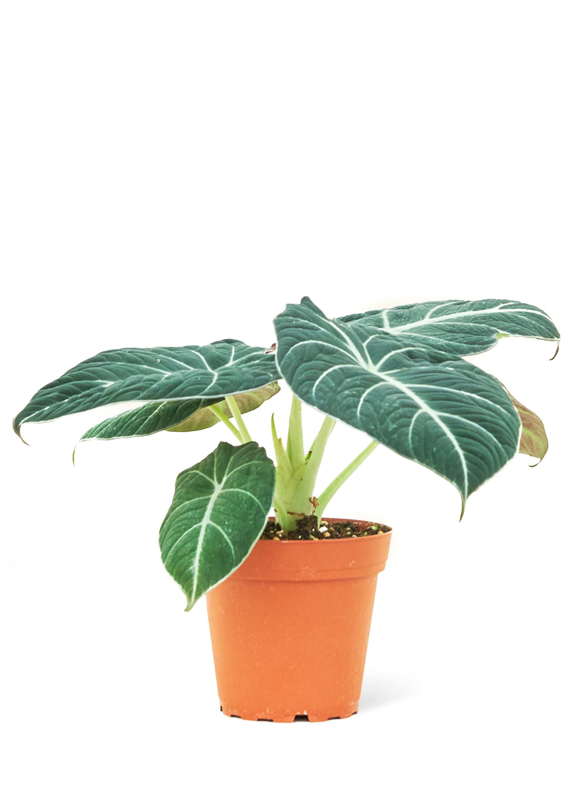 Alocasia 'Black Velvet'