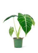 Alocasia 'Frydek'