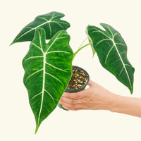 Alocasia 'Frydek'