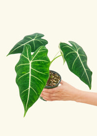 Alocasia 'Frydek'